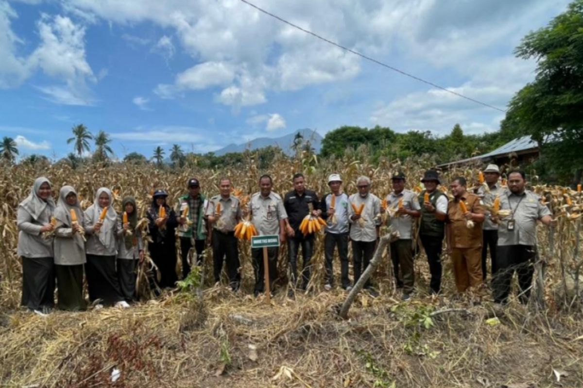 BRMP Aceh harvests high-quality Jakarin and Bisma corn seeds