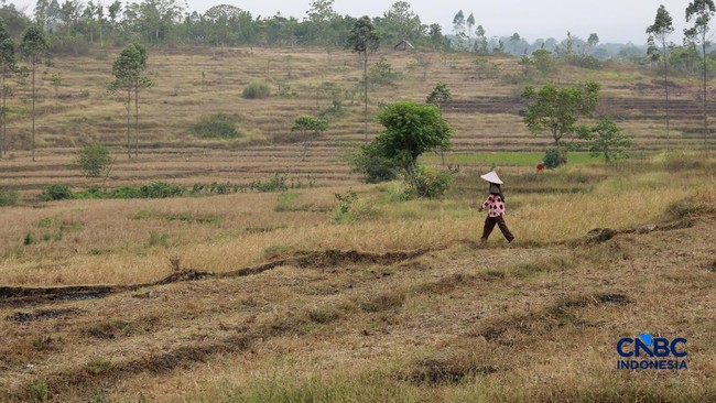 Warning Issued as Rice Harvest Area Potential May Shrink in October 2026