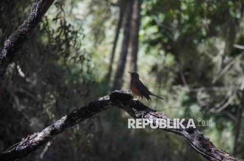 Semeru Forest Fire Impacts Wildlife Habitats