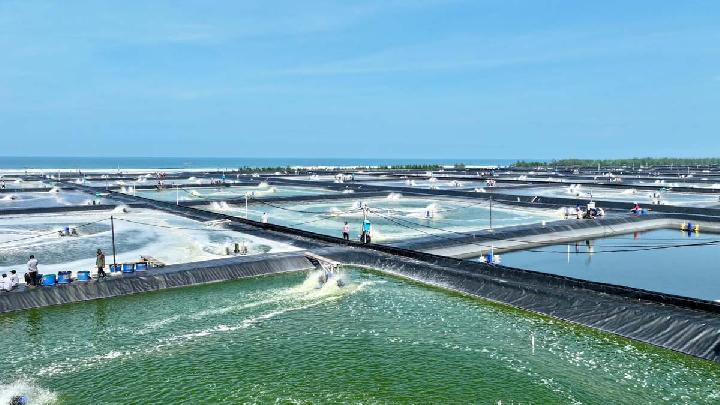 Shrimp Farm Dispute on West Java's Northern Coast