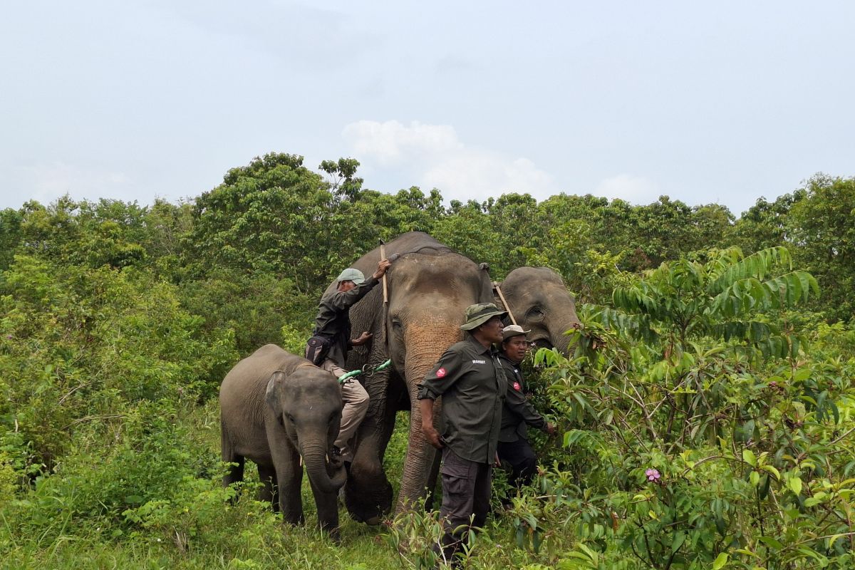 Keeping Distance from Elephants, Protecting Livelihoods in Way Kambas