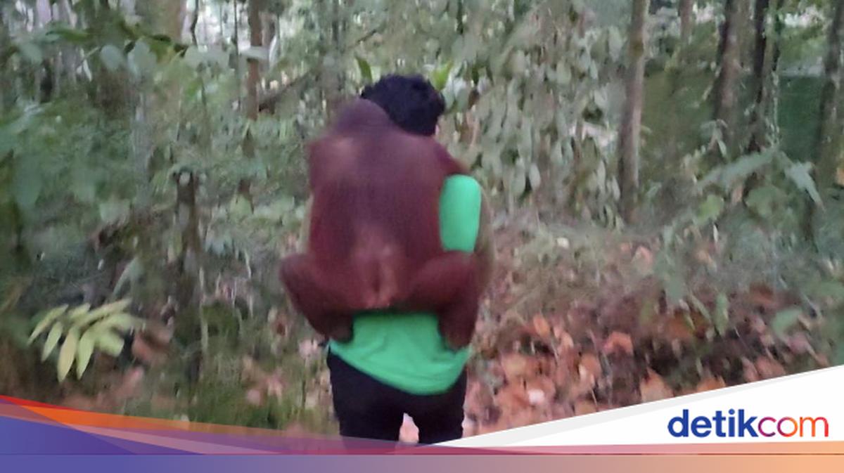 Forest Fires Approach Special Purpose Forest in East Kalimantan, 11 Orangutans Evacuated