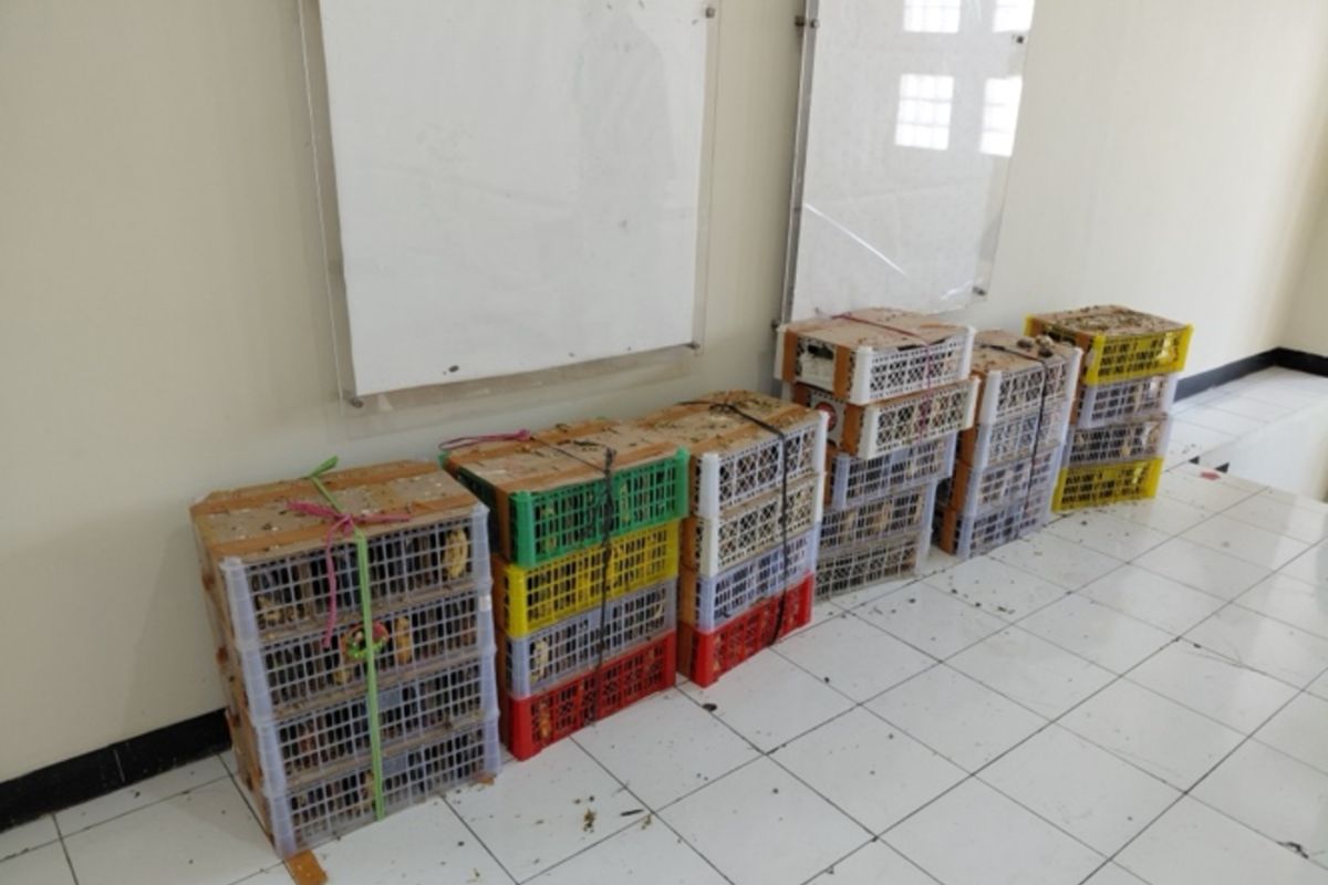 Ministry of Forestry apprehends suspected illegal wildlife trader in Surabaya