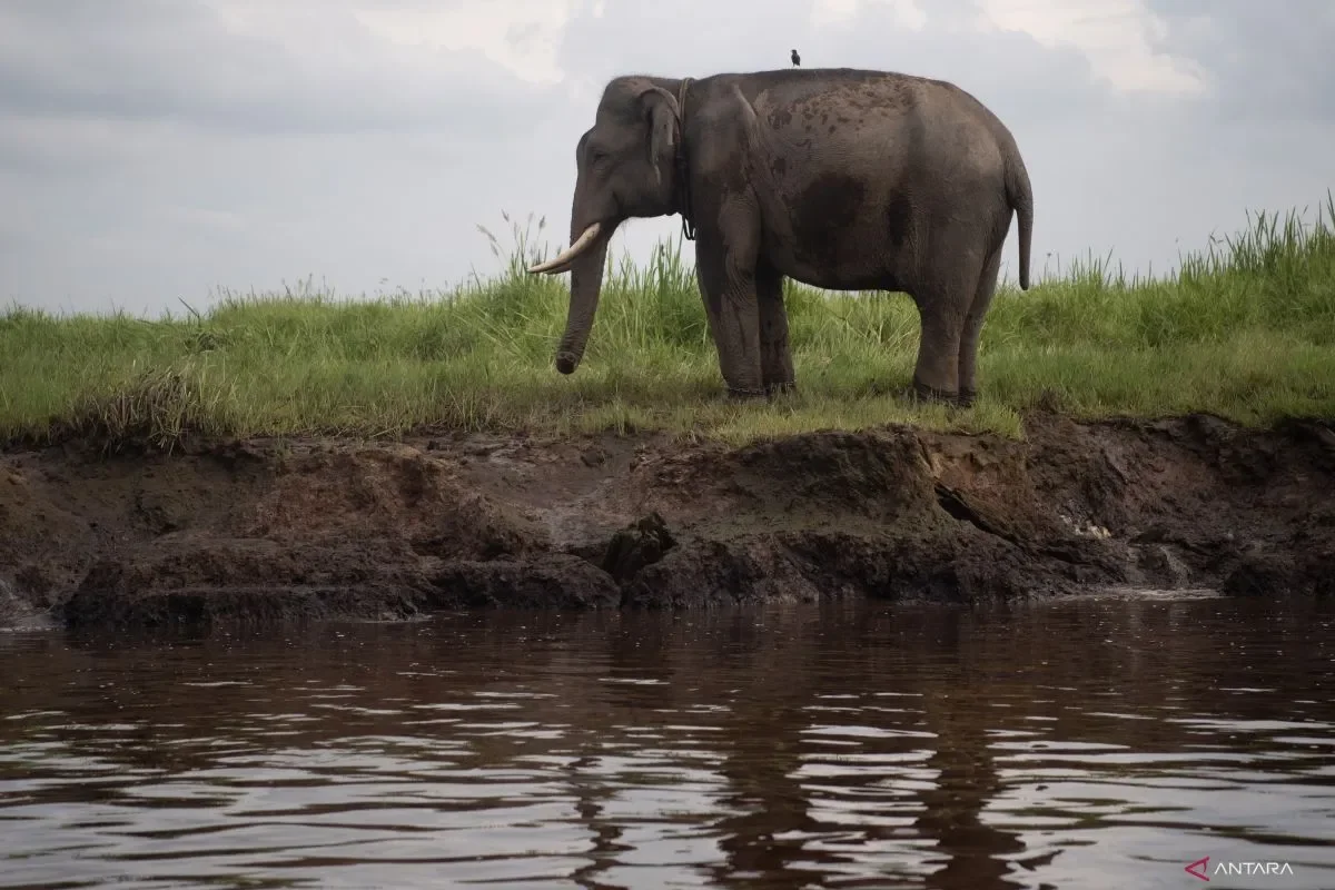 Patrols tightened to protect South Sumatra's elephant habitats: BKSDA