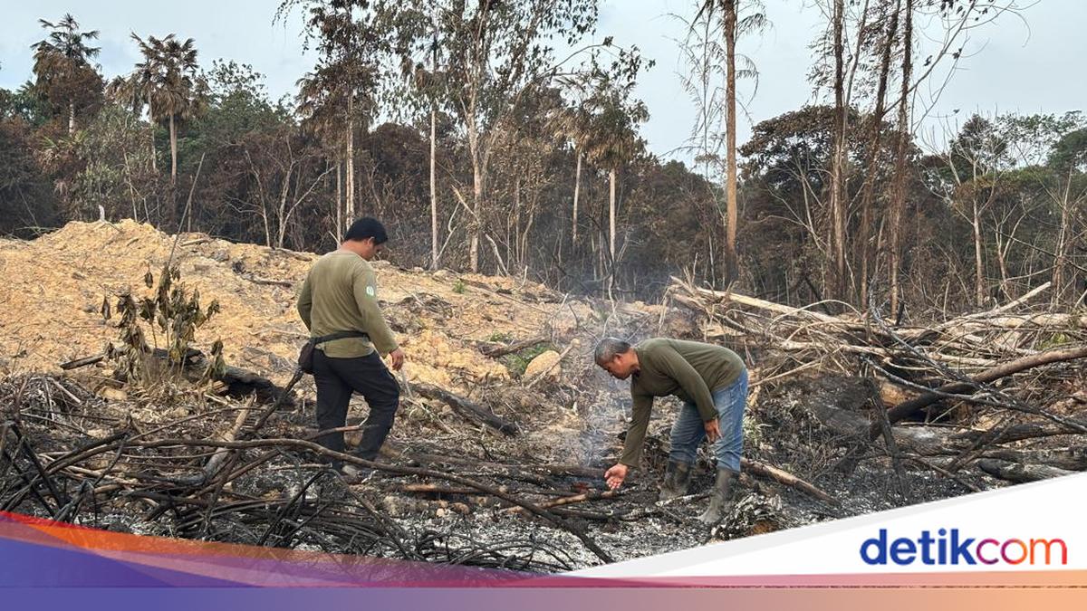 Forest Fires Near IKN: Allegations of Arson for Palm Oil Expansion