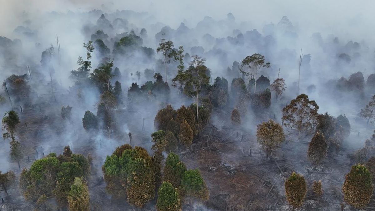 Forest Fires: Komnas HAM Demands Action Against Corporations and Beneficial Owners