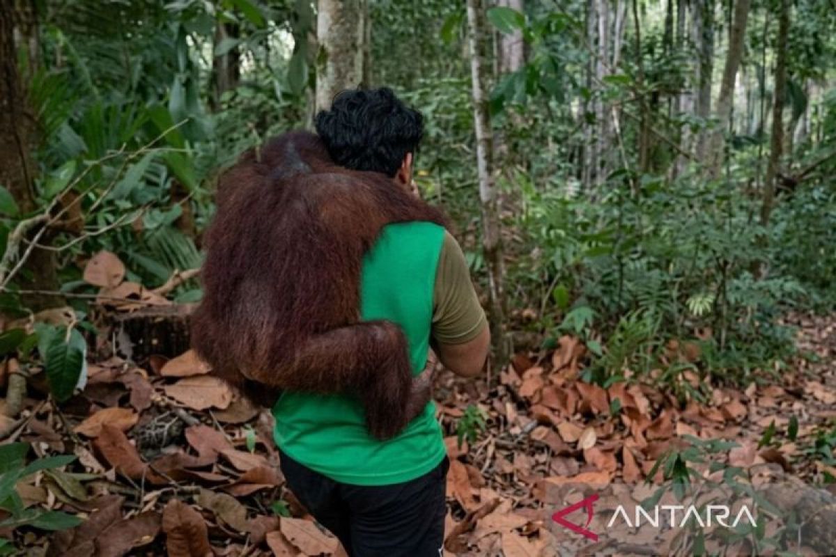 BKSDA evacuates 11 orangutans from threat of forest fires in Samboja