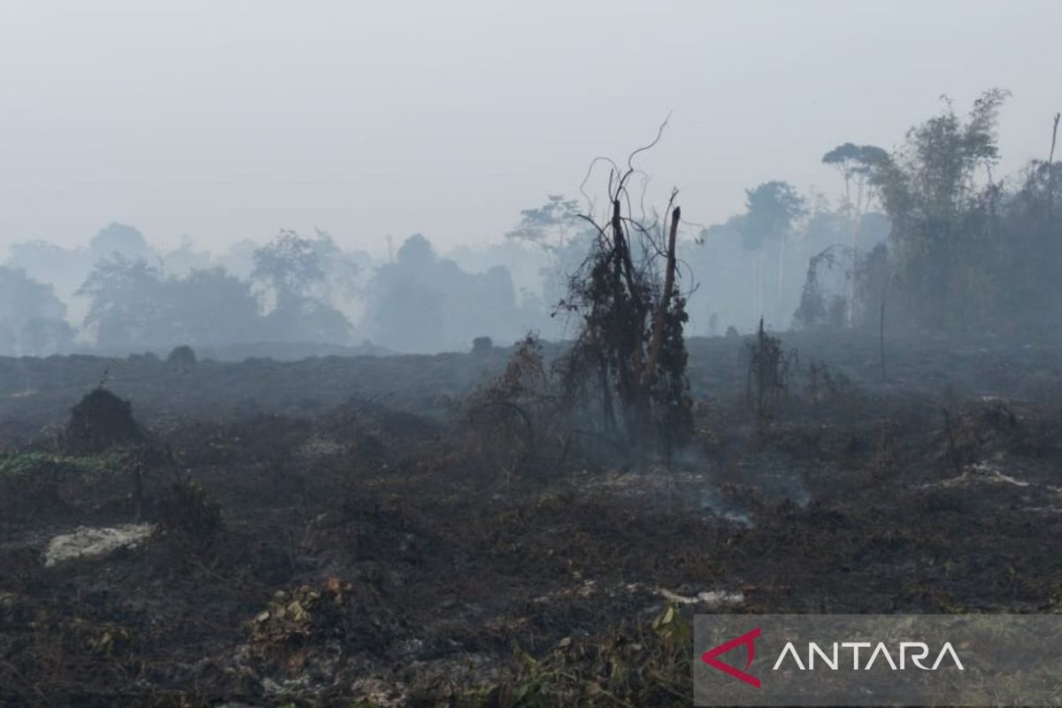 BKSDA Jambi ensures fires do not disturb elephant habitats