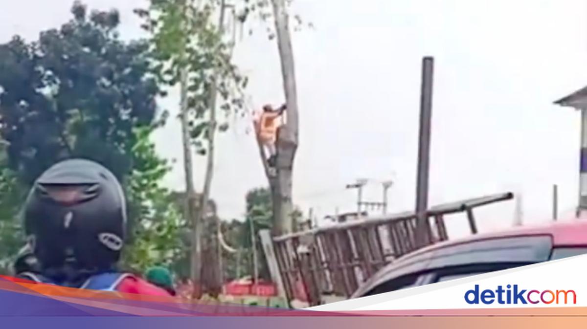 Worker Thrown from Tree During Felling Process in Depok Causes Panic Among Residents