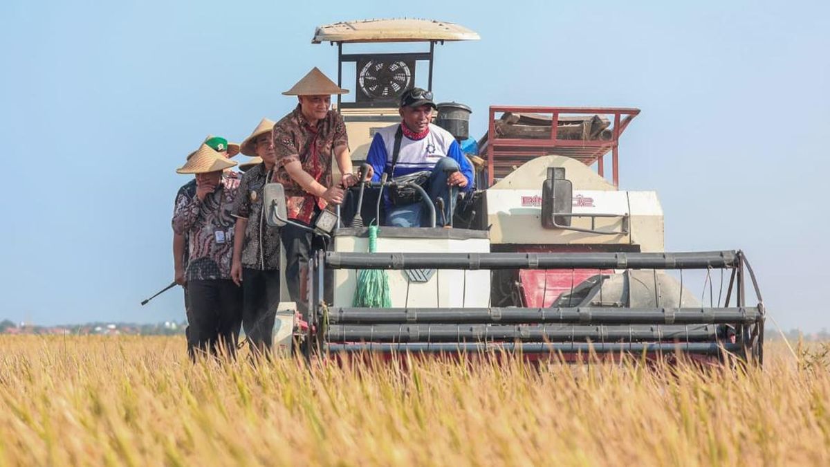 Rice Production Reaches 6.69 Million Tonnes, Governor Optimistic Central Java Will Meet Target