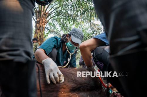 Orangutan Dies from Oxygen Deprivation, Impacted by Forest Fire Smoke in West Kalimantan