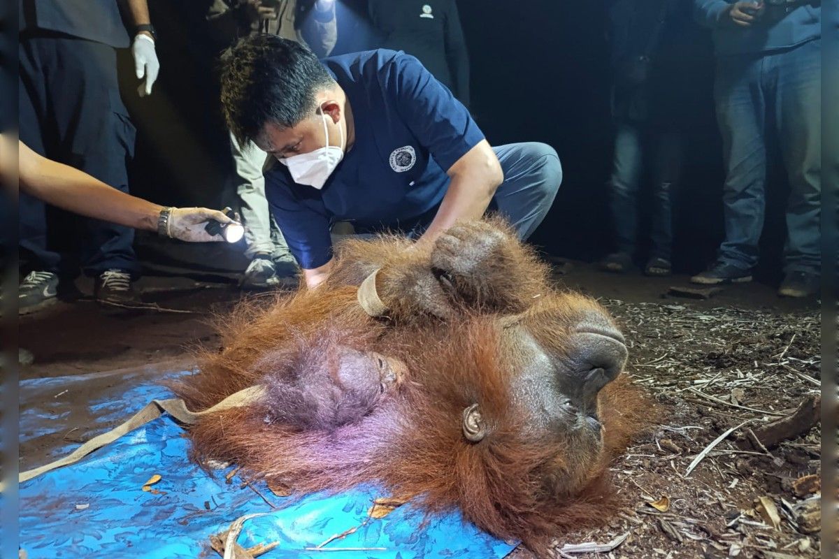 Orangutan dies due to smoke, and reconstruction begins for Sade Village