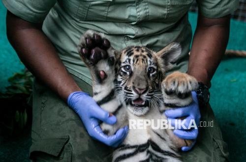 They Speak with Tigers: The Pawang Rimueng