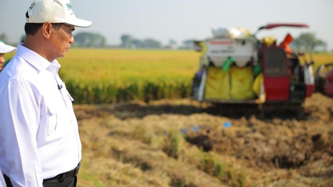 Rice Production Grows from January to April, Harvest Area and Paddy Production Increase