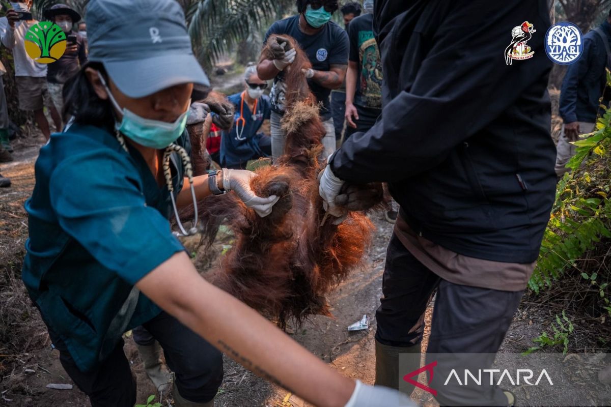 Orangutan named Sempurna dies after being found in critical condition in palm oil plantation