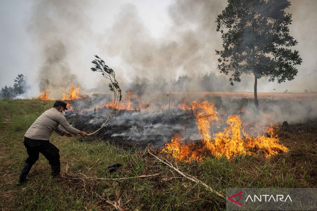 MP: Wildlife protection must be integrated into forest fire management