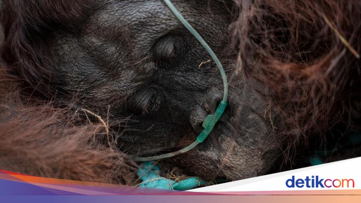 Sempurna Dies Due to Forest Fires; MP Urges Accelerated Wildlife Evacuation