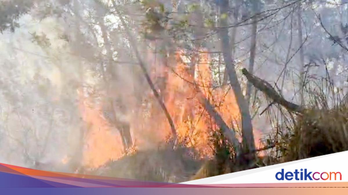 Merapi Ungup-ungup Nature Reserve Threatened by Fire, Ijen Crater Tourism Closed Completely