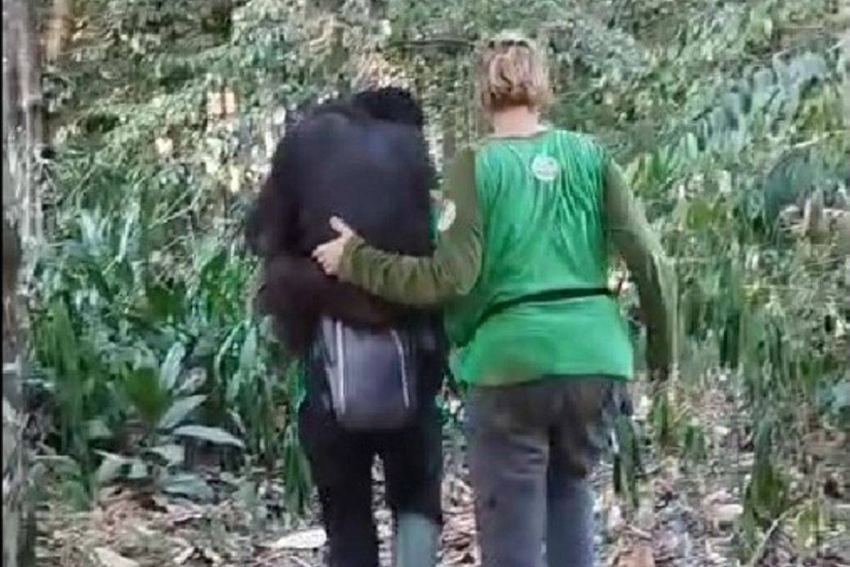 11 orangutans safely evacuated after forest fire in East Kalimantan