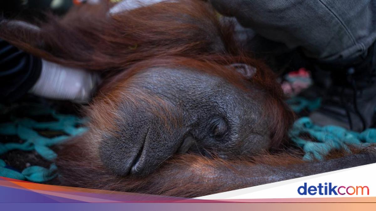 Orang Utan 'Sempurna' Dies, Legislator: West Kalimantan Forest Fires Intolerable