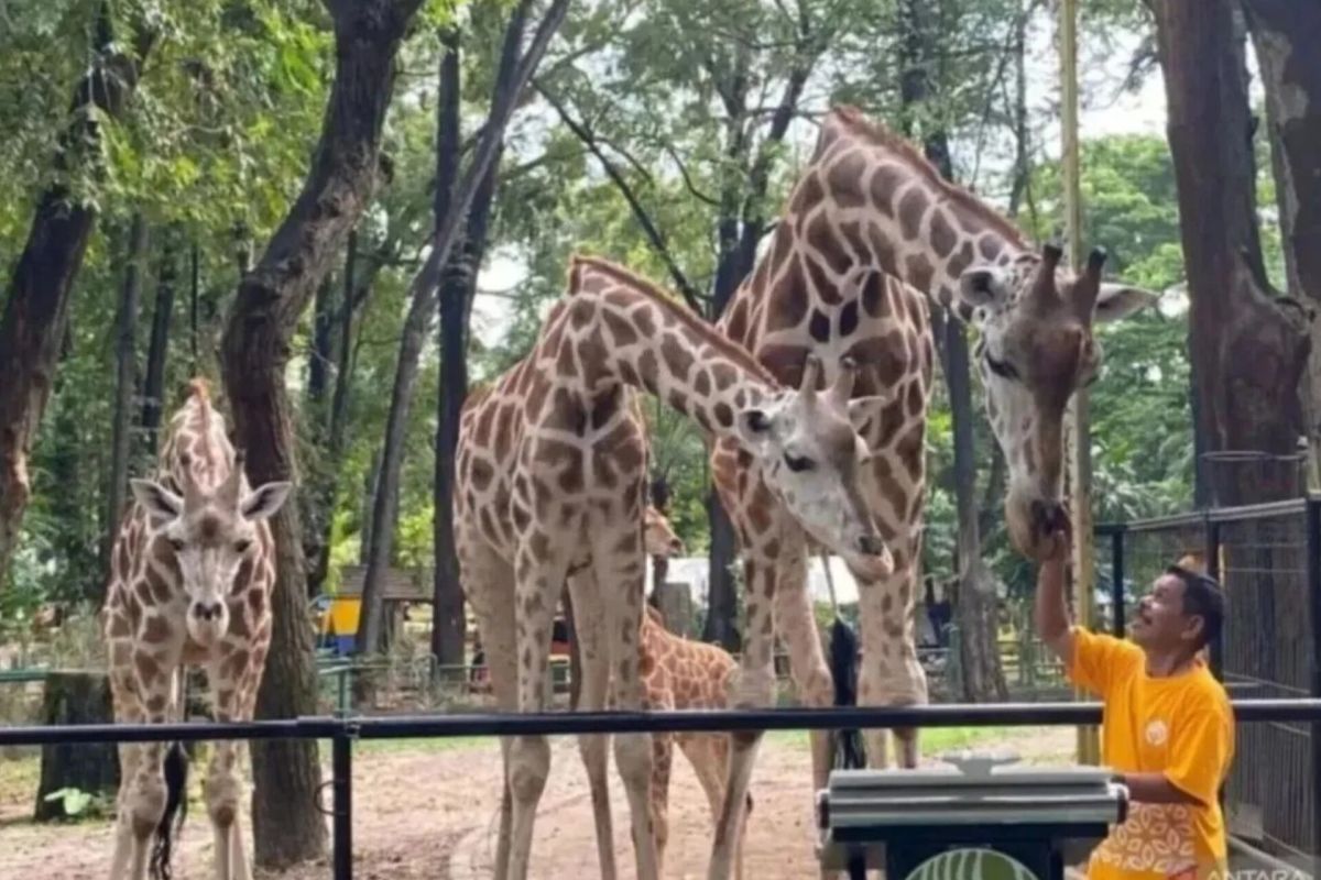 Tariff Adjustment Proposed for Ragunan Zoo to Enhance Services and Animal Welfare