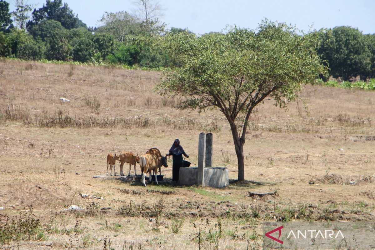 BMKG: One district in Bima experiencing extreme drought, 105 days without rain