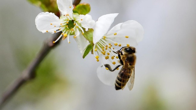 If Bees 'Go on Strike', Global Agriculture Could Collapse