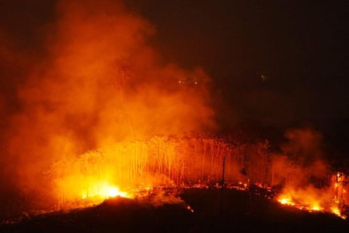 Wildfires Burn 60% of Bornean Orangutan Habitat