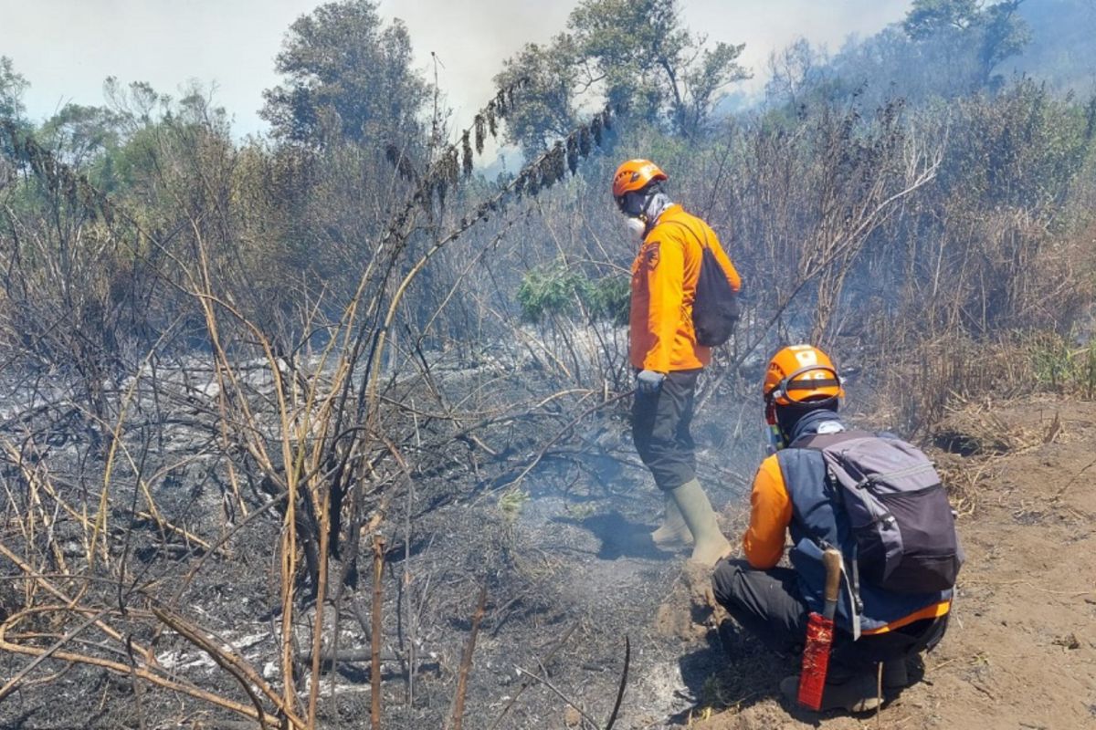 BNPB: Forest Fires Spread Across Five Mountainous Regions in East Java