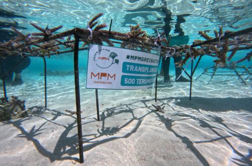 MPMX Restores Coral Reefs in Labuan Bajo Region