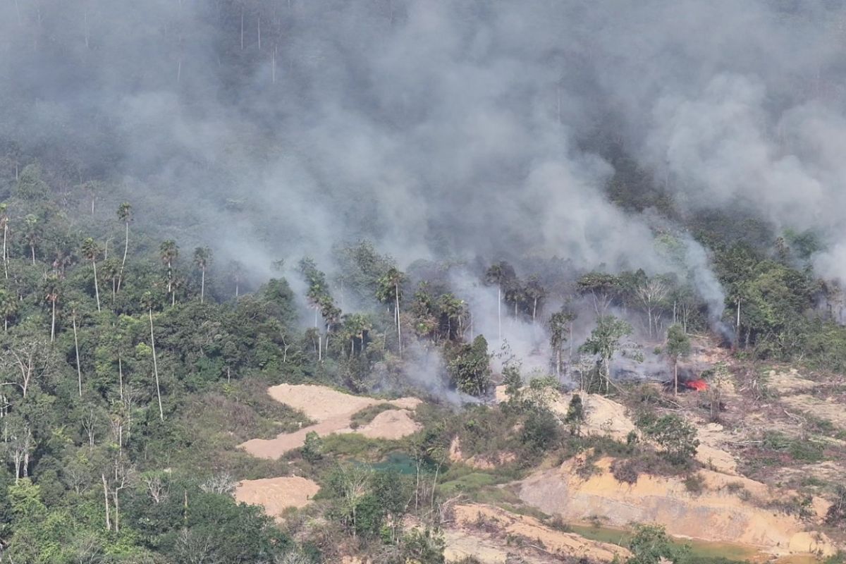 11 Orphaned Lives Saved as Flames Devour Forest