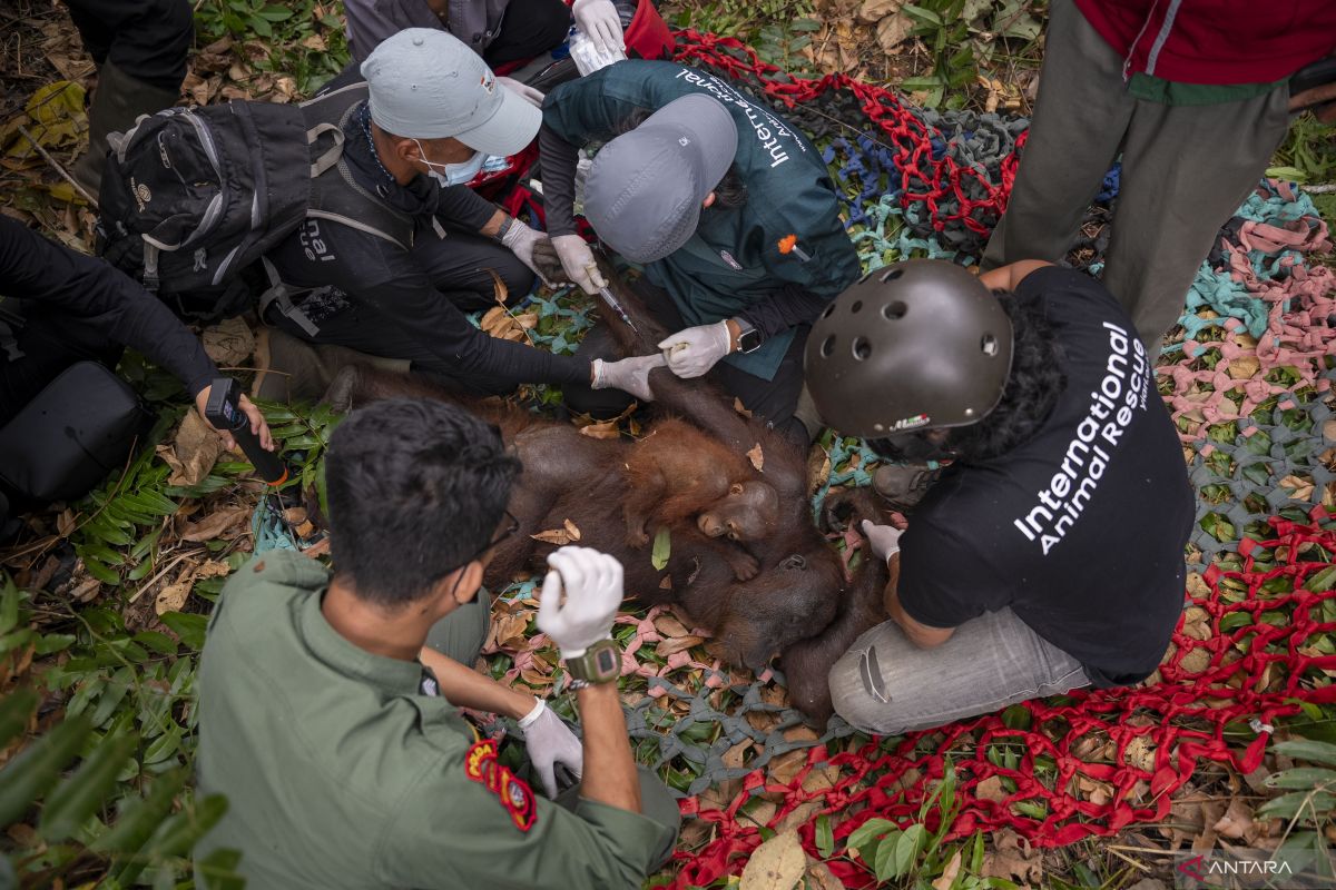 BKSDA and YIARI Evacuate Orangutans Due to Forest Fire Smoke