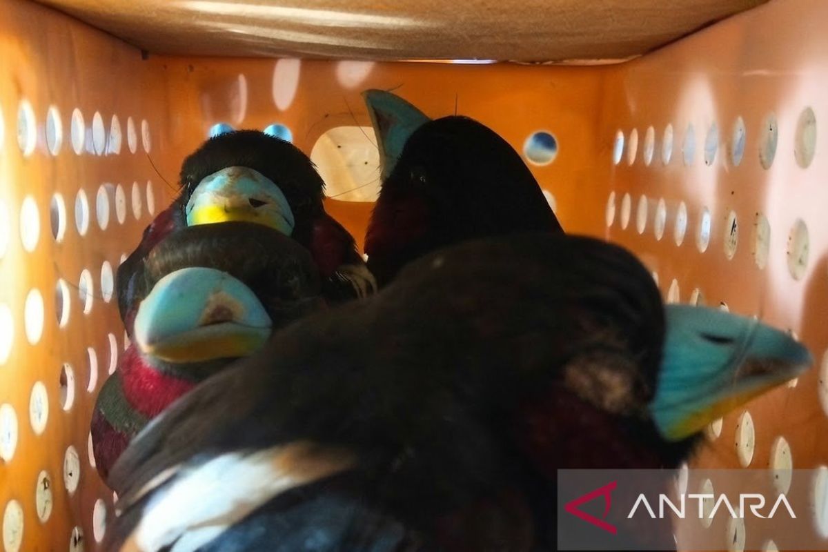 Sri Lankan National Smuggles 101 Birds Through Soekarno-Hatta Airport