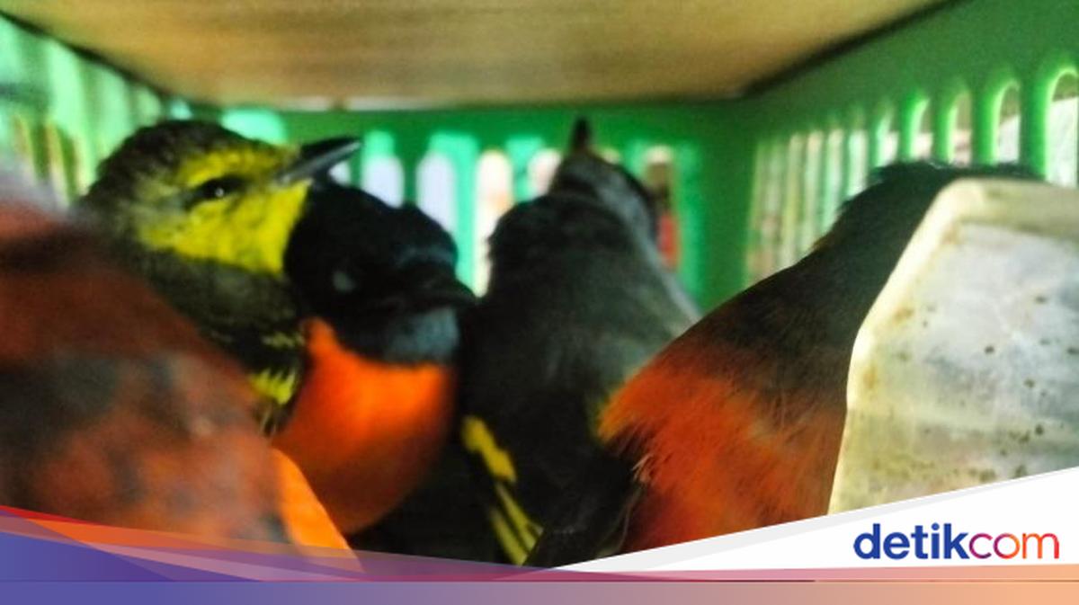 Joint Task Force Thwarts Smuggling of Hundreds of Birds to Sri Lanka by Foreign National