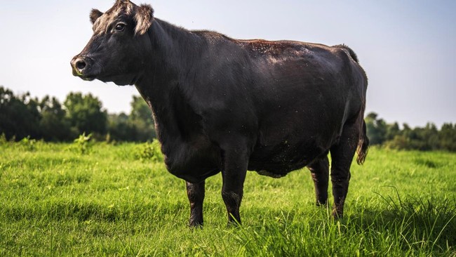 This Cow Breaks Record with Rp 7.4 Billion Sale, Leaving Owner Saddened