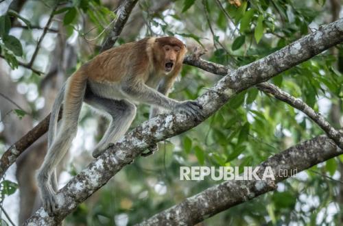 Protecting Proboscis Monkeys Amidst Forest and Land Fire Threats