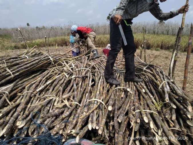 Developing Integrated Business, Aman Agrindo Tbk (GULA) Strengthens Sugar Manufacturing