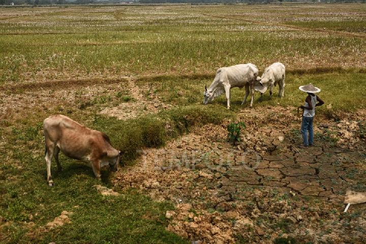 How Climate Change and Food Insecurity Could Fuel Conflicts
