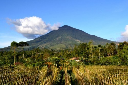 Mount Cikuray in Garut Catches Fire, 5 Hectares of Perhutani Land Destroyed