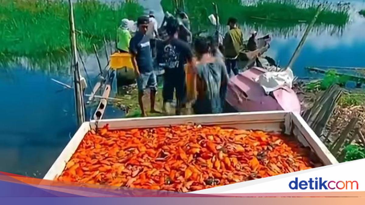 Considered a Pest, Red Devil Fish in Lake Batur Still Holds Value