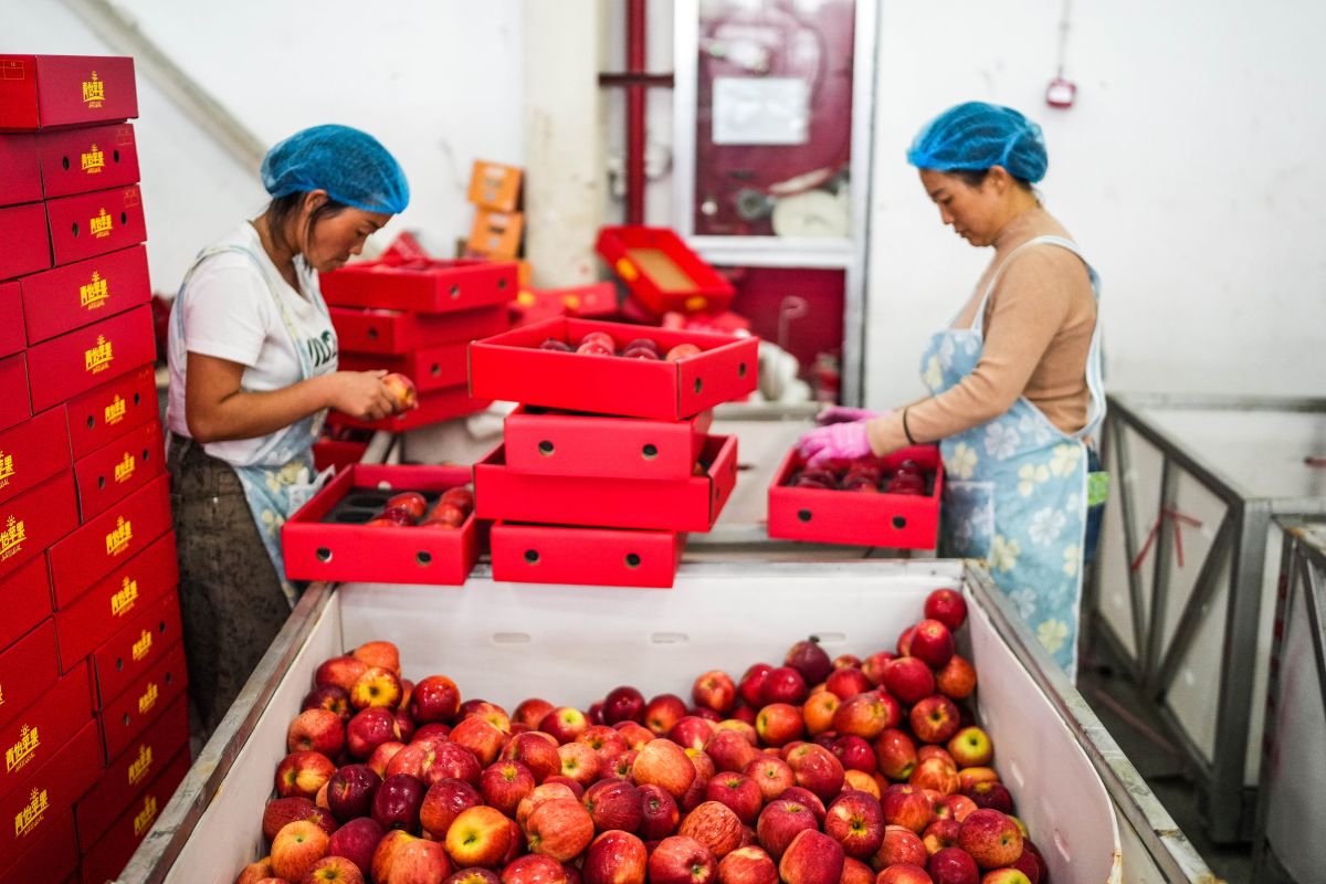 Apple Industry Boosts Residents' Income in Weining, China