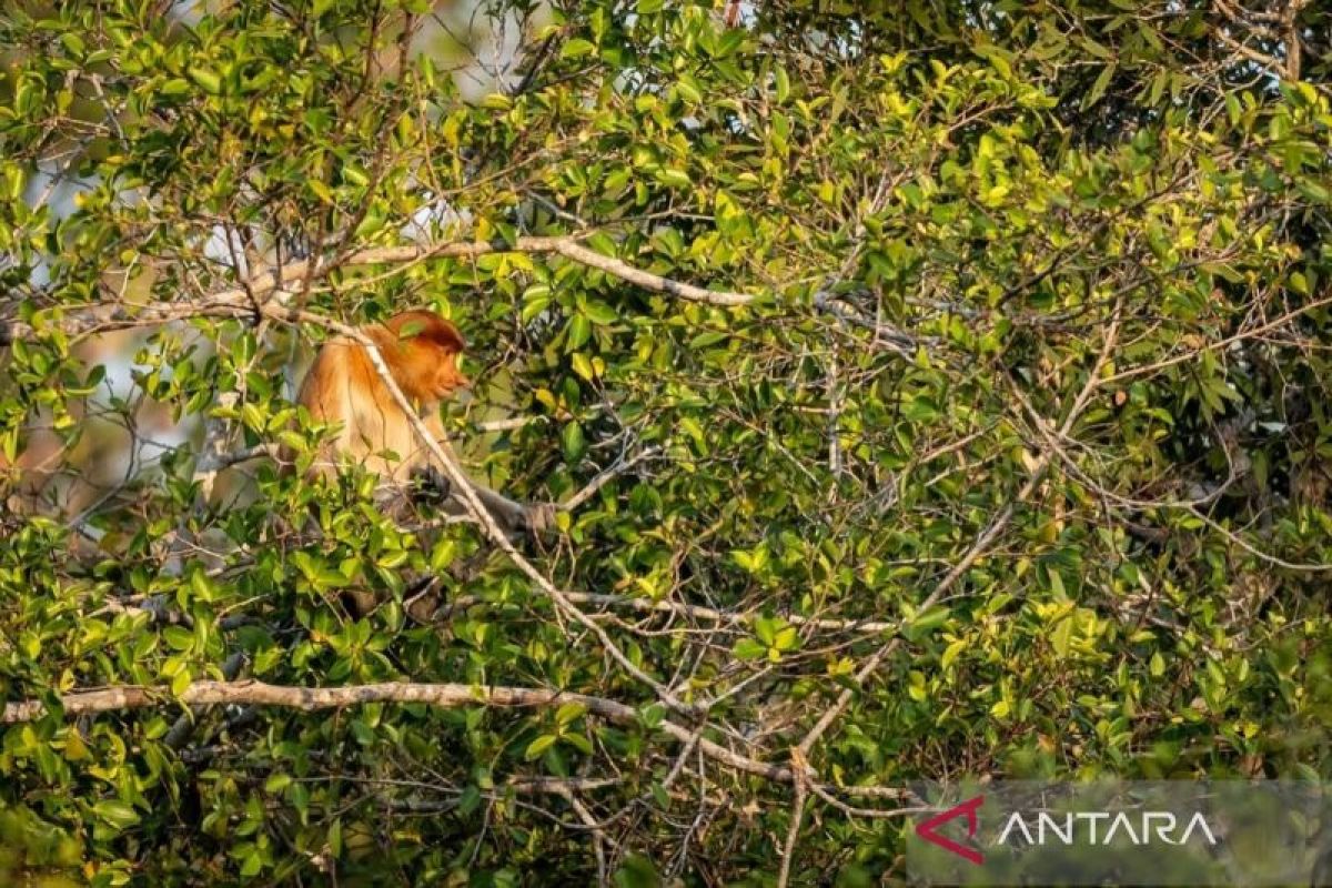 Panjaratan, the proboscis monkey haven of Tanah Laut