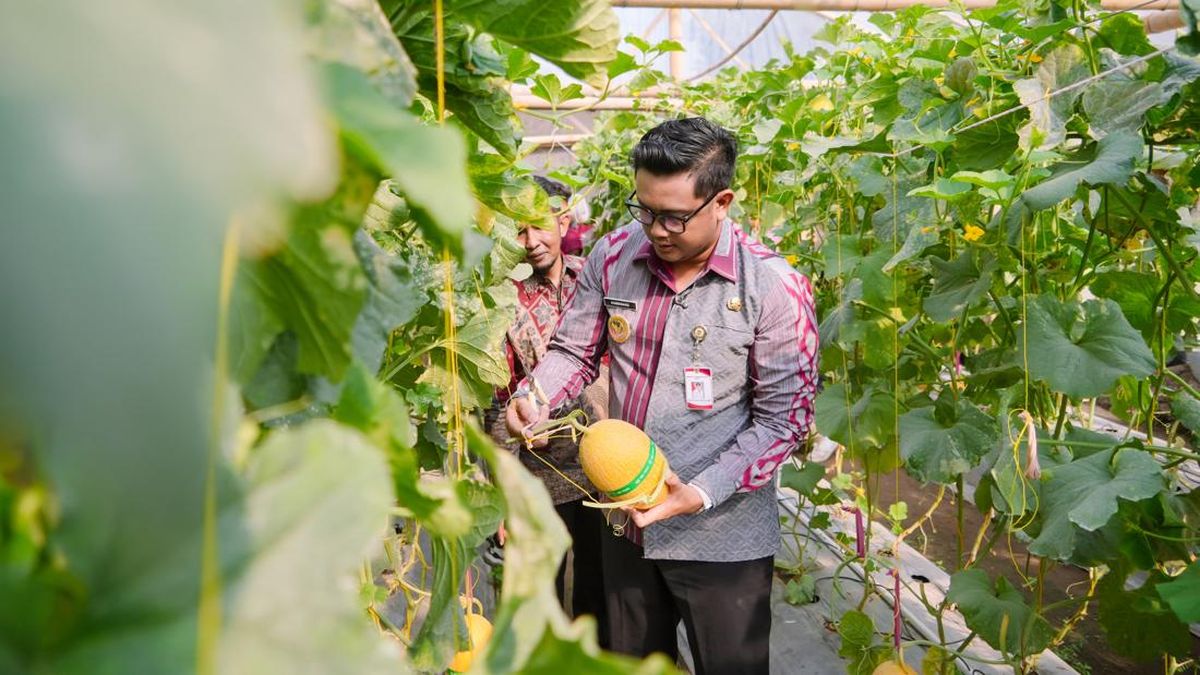 At Sambung Rasa in Joho, a Millennial Farmer Introduces Sweet Lavender Melon