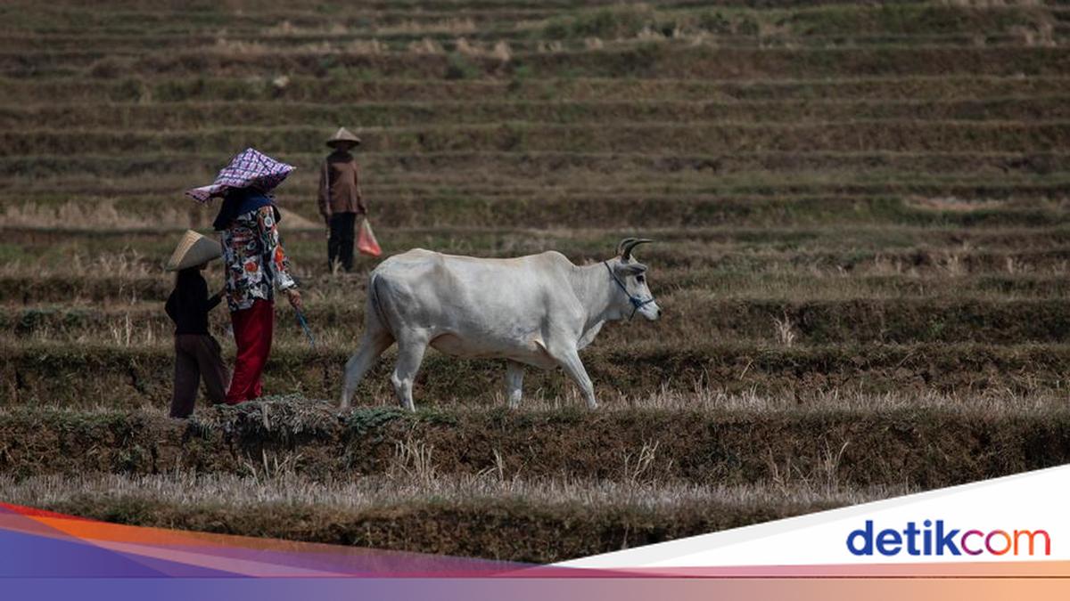 How Climate Change and Food Crises Could Spark Future Conflicts