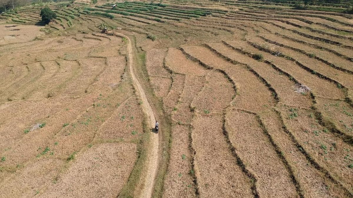 24 Regencies/Cities in East Java Declare Drought Emergency Status