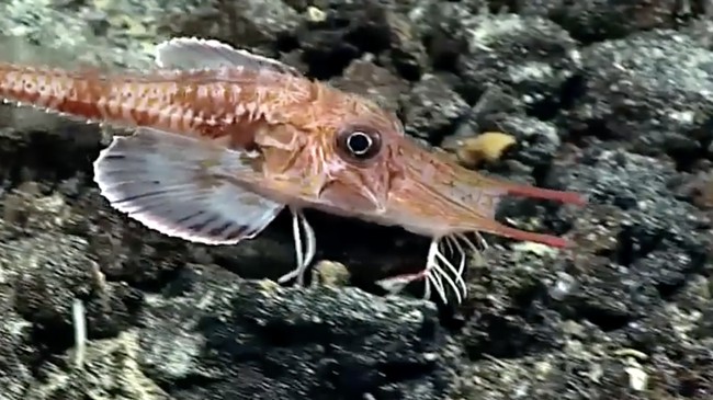 Chinese Scientists Startled by Fish 'Moonwalking' Above Indonesian Waters
