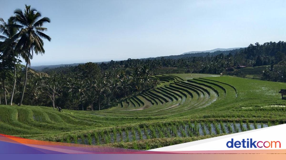 Drought Threat: 5,000 Hectares of Rice Fields in Tabanan Covered by Insurance