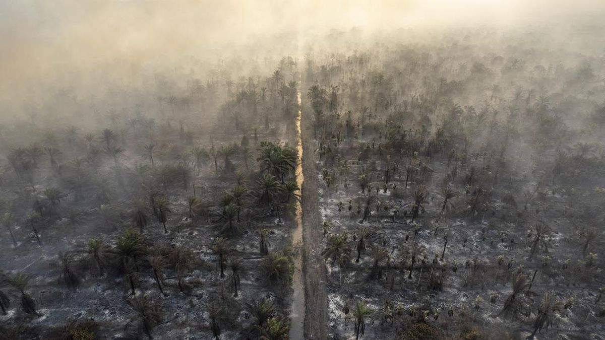 Forest Fires Encircle Mount Argopuro, Wildlife Sanctuary Closed