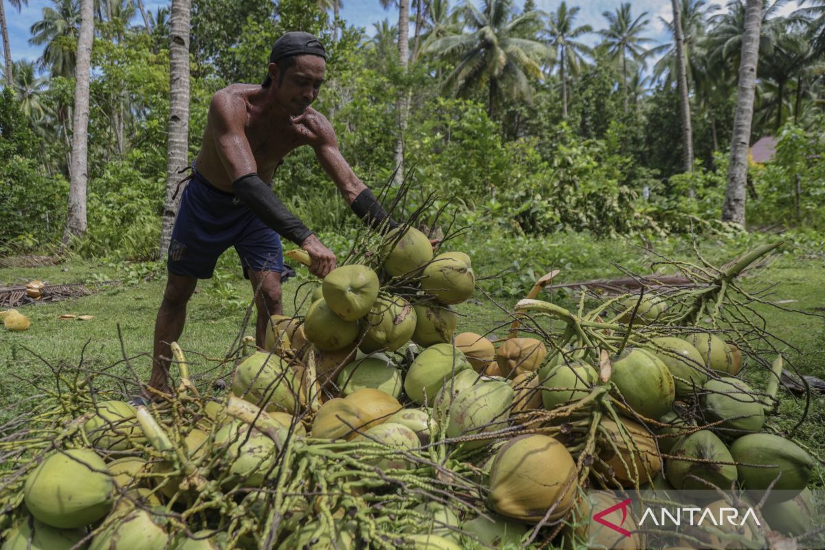 Govt supports Rp776 billion coconut processing industry in Morowali