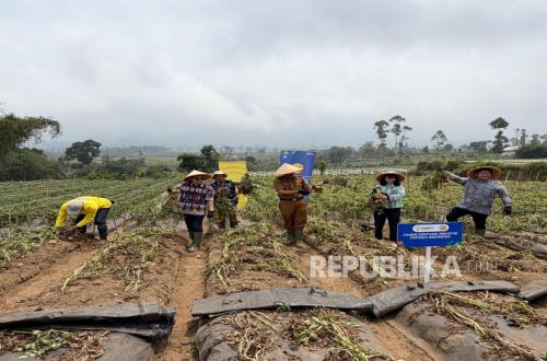 Industry Strengthens Potato Supply Chain in West Java